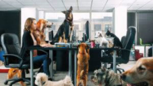Pets in a conference room